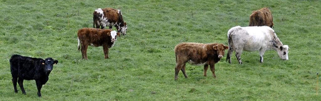 Zoom-Zoom... sur la vache