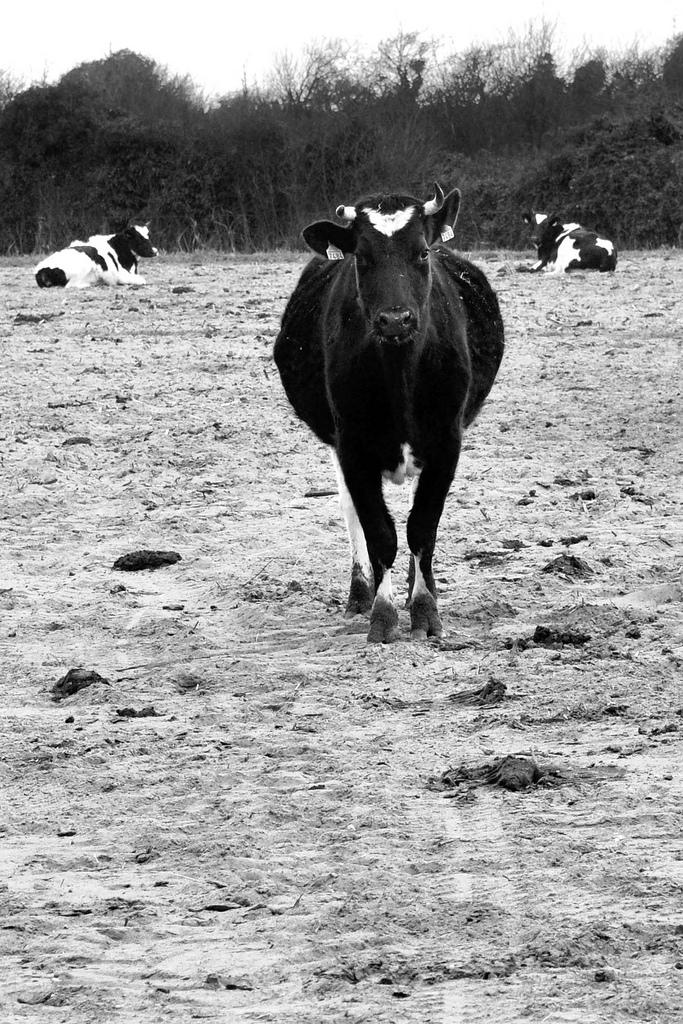 Zoom-Zoom... sur la vache