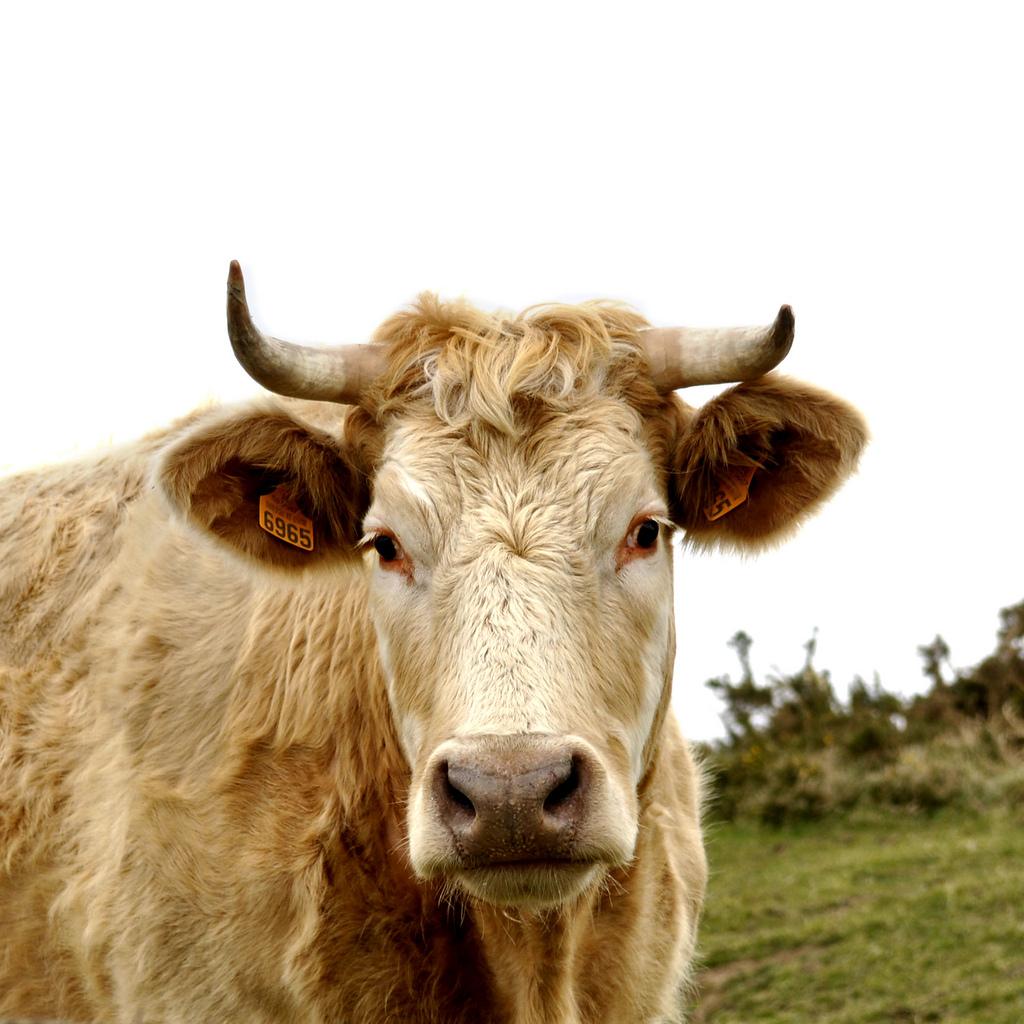 Zoom-Zoom... sur la vache