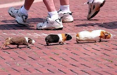 part de cerveau disponible