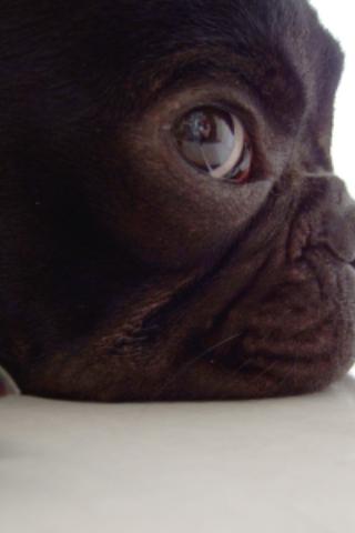 [News : Apps]  Frenchies tout sur le Bulldogs Français