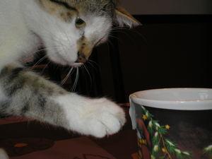 News de mes animaux : épisode 18 P1010011