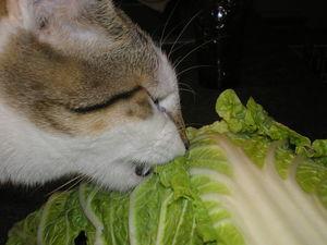 News de mes animaux : épisode 18 P1010016