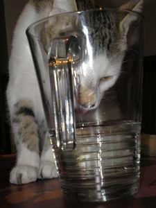 News de mes animaux : épisode 18 cruche