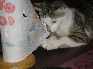 News de mes animaux : épisode 18 P1010015