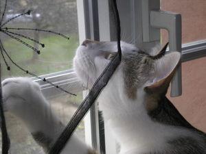 News de mes animaux : épisode 18 P1010024