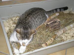 News de mes animaux : épisode 18 P1010039