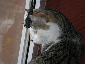 News de mes animaux : épisode 18 P1010021