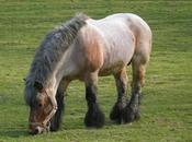 vaches chevaux nous viennent d'Allemagne...en avril 1920!
