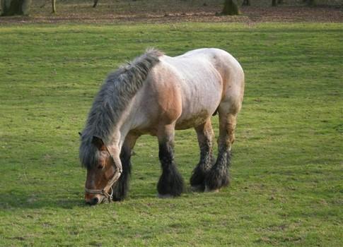 cheval vauban esquermes