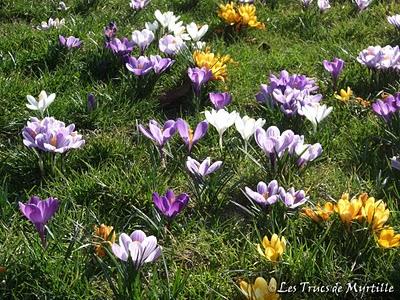 Un petit air de printemps (le retour des crocus)