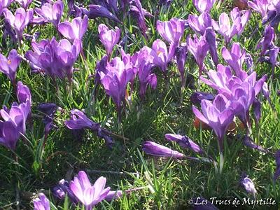Un petit air de printemps (le retour des crocus)
