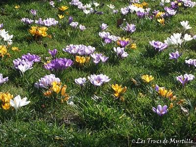 Un petit air de printemps (le retour des crocus)