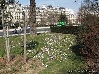 Un petit air de printemps (le retour des crocus)