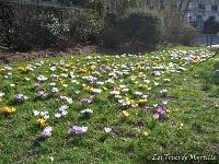 Un petit air de printemps (le retour des crocus)