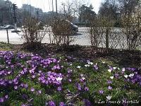 Un petit air de printemps (le retour des crocus)