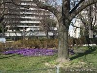 Un petit air de printemps (le retour des crocus)