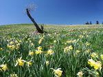 Le Printemps est de retour