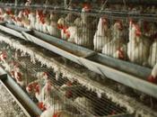 Prenons poule considération (Ken Smith)