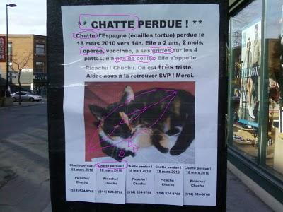 CHATTE PERDUE DANS HOCHELAGA!