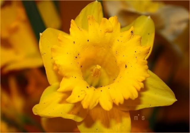 Collerette de soleil
