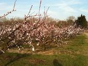 Printemps électoral...