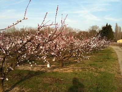 Printemps électoral...