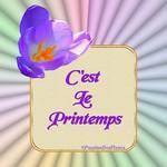 Crocus, printemps3,m