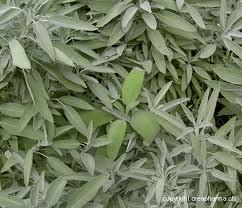 Pizza du printemps et de l'amitié .......