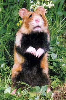 Régionales 2010 - Alsace - Avec la victoire de P RICHETRT ... Grand Hamster d'Alsace : la valise ou la casserole GrandHamster2