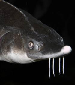 Espèces menacées : 85% des espèces d'esturgeons ...