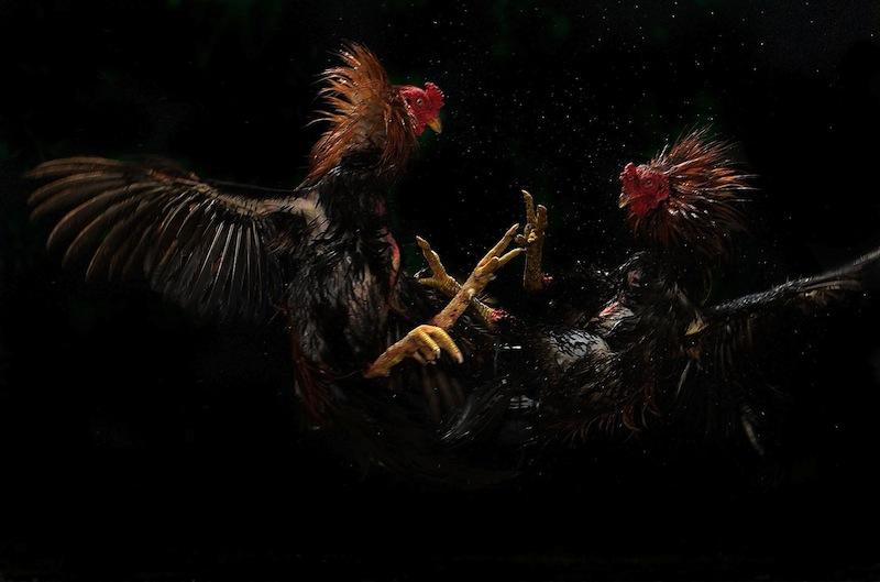 Les lauréats amateurs du SWPA sont annoncés