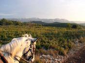 Aurore printanière Shih)