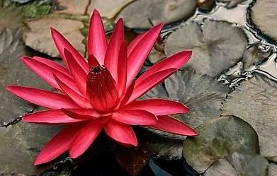 A la pointe du coeur (Li Ch’Ing-Chao)