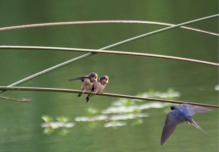 L'IMAGE DU JOUR: Symbole du printemps