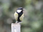 printemps Mésanges.