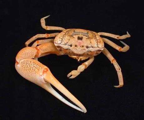 fiddler_crab