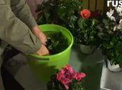 Contre parasites Baigner plantes d'appartement