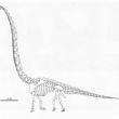 Techno-Science.net: Un gigantesque dinosaure d’affinités chinoises découvert en Thaïlande