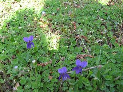 encore perdu une occasion de me taire...