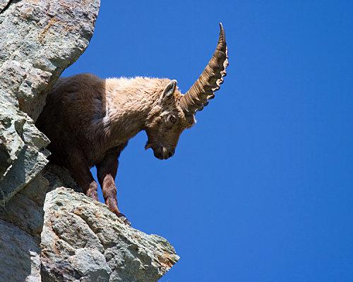 363l-bouquetin-capra-ibex