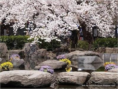 Un printemps au Japon