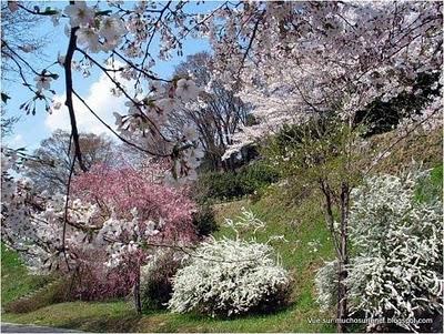 Un printemps au Japon