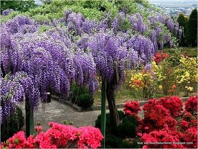 Un printemps au Japon