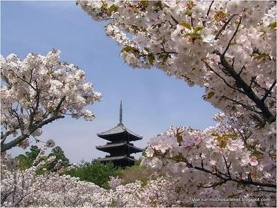 Un printemps au Japon
