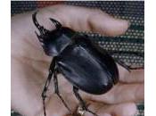 L’insecte plus fort monde