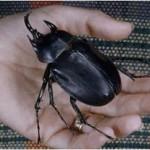 insecte-150x150 Linsecte le plus fort du monde