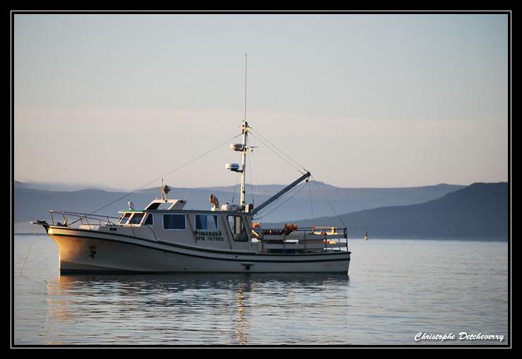 Pêche à l'encornet à Miquelon