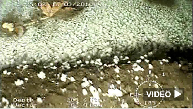 DEEP SHIT ! GROSSE MERDE !