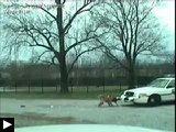 voiture police dévorée pitbull (Video photo)